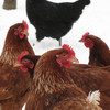 Hens in winter