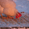 Snowy, White leghorn hen