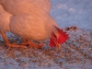 Snowy, White leghorn hen