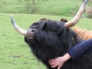 Highland cattle getting a scratch