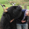 Highland cattle getting a scratch