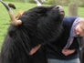 Highland cattle getting a scratch