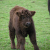 Highland calf