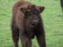 Highland calf