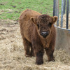 Highland calf