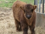 Highland calf