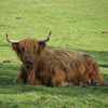 Highland cow