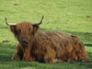 Highland cow