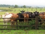 Nosy cows