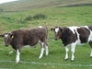 Breeze and Blizzard, Shetland heifers