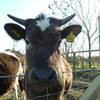 Breeze, Shetland heifer