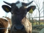 Breeze, Shetland heifer