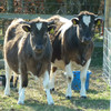 Breeze and Blizzard, Shetland heifers