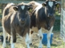 Breeze and Blizzard, Shetland heifers