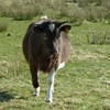 Breeze, Shetland heifer