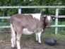 Breeze, Shetland heifer