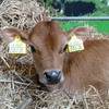 Jersey calf