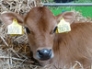 Jersey calf