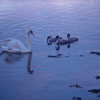 Swans on the River Forth