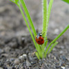 Ladybird