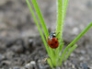 Ladybird