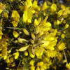 Gorse flowering