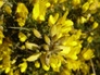 Gorse flowering