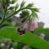 Bee on Comfrey