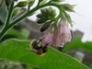 Bee on Comfrey