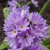 Drumstick primula