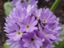 Drumstick primula