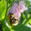 Bee on Comfrey