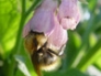 Bee on Comfrey