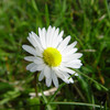 First daisy