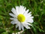 First daisy