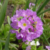 Drumstick primula