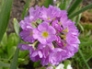 Drumstick primula