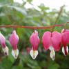 Dicentra, bleeding heart