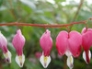 Dicentra, bleeding heart