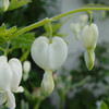 Dicentra, bleeding heart