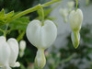 Dicentra, bleeding heart