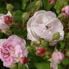 Rose Blush Noisette