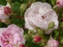 Rose Blush Noisette