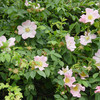 Dog Rose in hedge