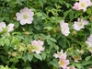 Dog Rose in hedge