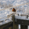 Robin redbreast