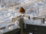 Robin redbreast