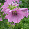 Pollen-covered bee on Mallow