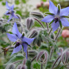 Borage