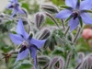 Borage